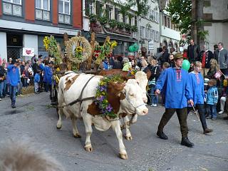 Ochsen